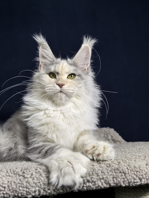 Ol*Ga Akbars - Junior maine-coon 7 months 4 weeks