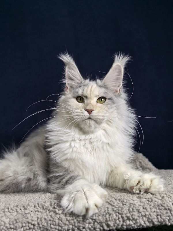 Ol*Ga Akbars - Junior maine-coon 7 months 4 weeks