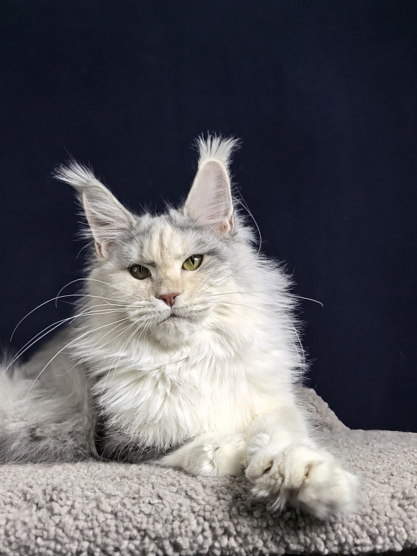 Ol*Ga Akbars - Junior maine-coon 7 months 4 weeks