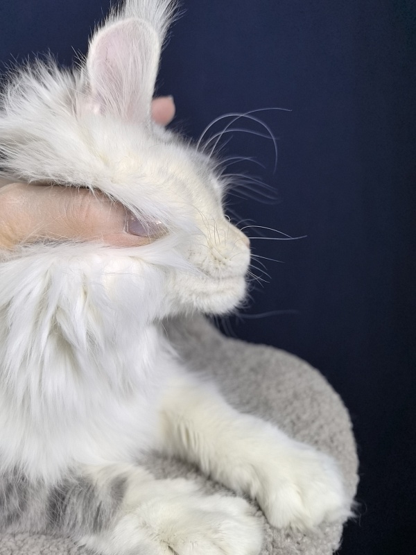 Ol*Ga Akbars - Junior maine-coon 7 months 4 weeks