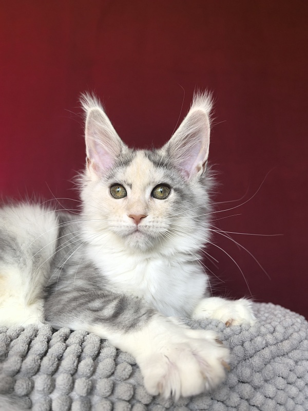 Ol*Ga Akbars - Kitten maine-coon 3 months 1.5 week