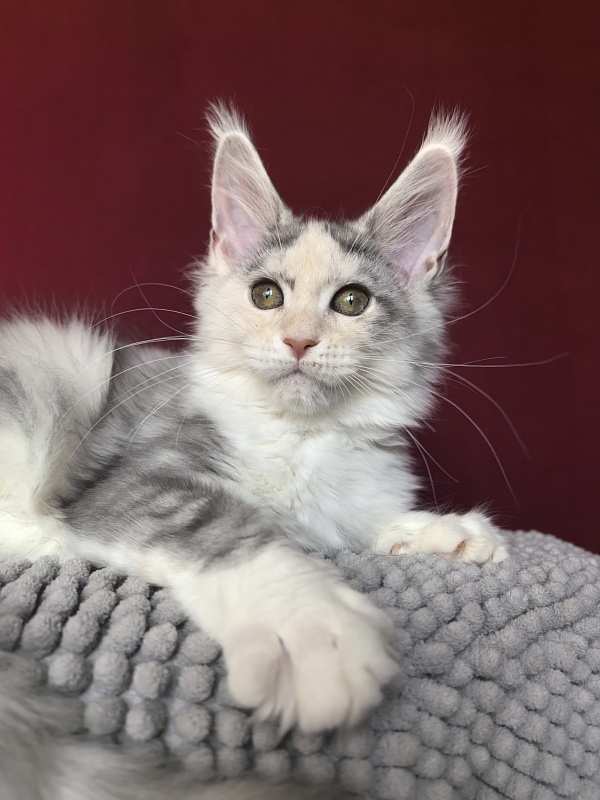 Ol*Ga Akbars - Kitten maine-coon 3 months 1.5 week