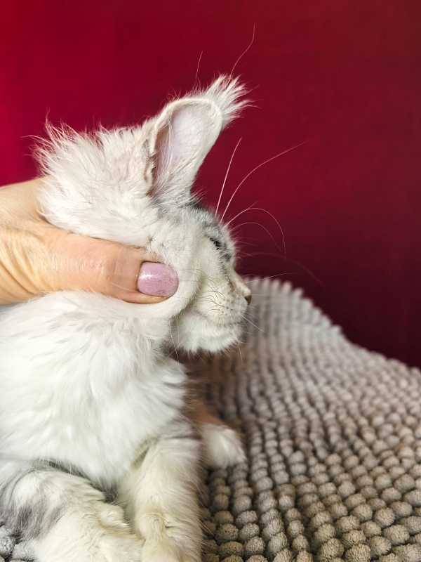 Ol*Ga Akbars - Kitten maine-coon 3 months 1.5 week