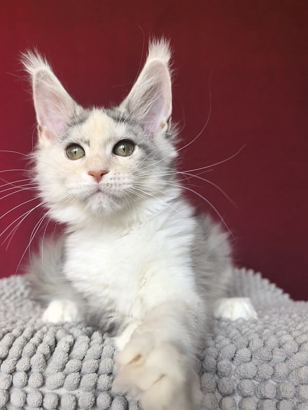 Ol*Ga Akbars - Kitten maine-coon 3 months 1.5 week