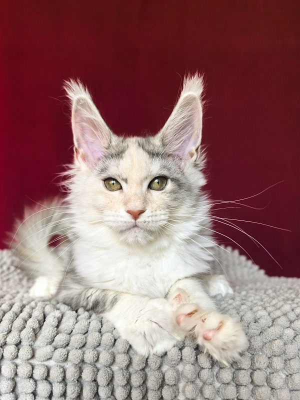 Ol*Ga Akbars - Kitten maine-coon 3 months 1.5 week