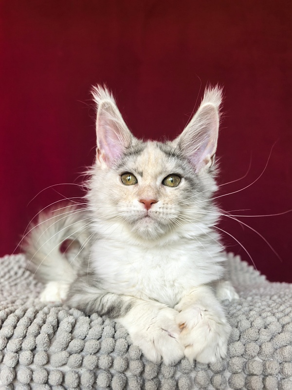 Ol*Ga Akbars - Kitten maine-coon 3 months 1.5 week