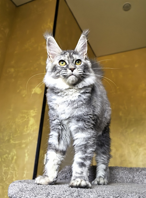 Our Pita Akbars - Kitten maine-coon 4 months 4 weeks