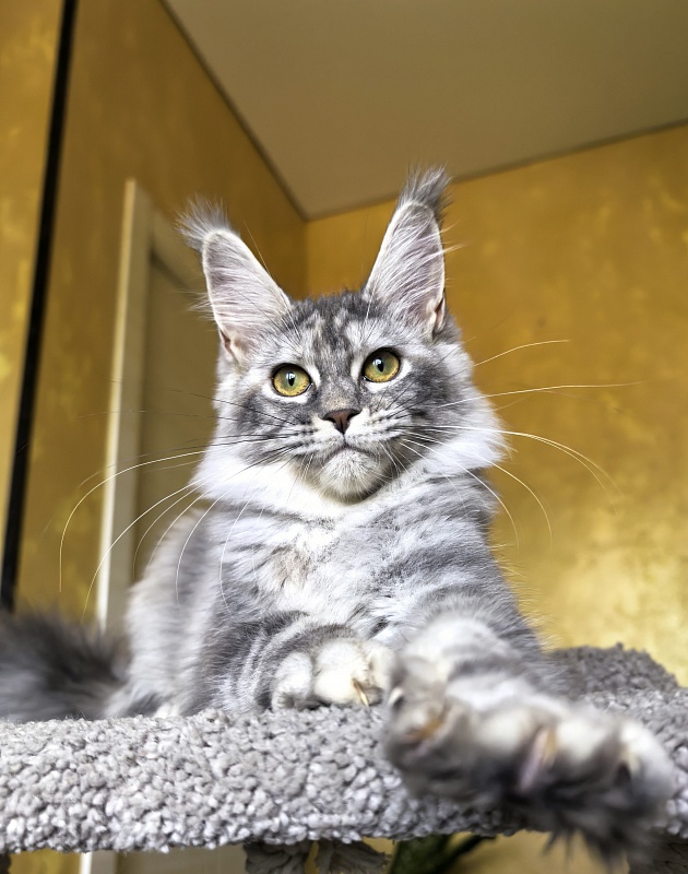 Our Pita Akbars - Kitten maine-coon 4 months 4 weeks