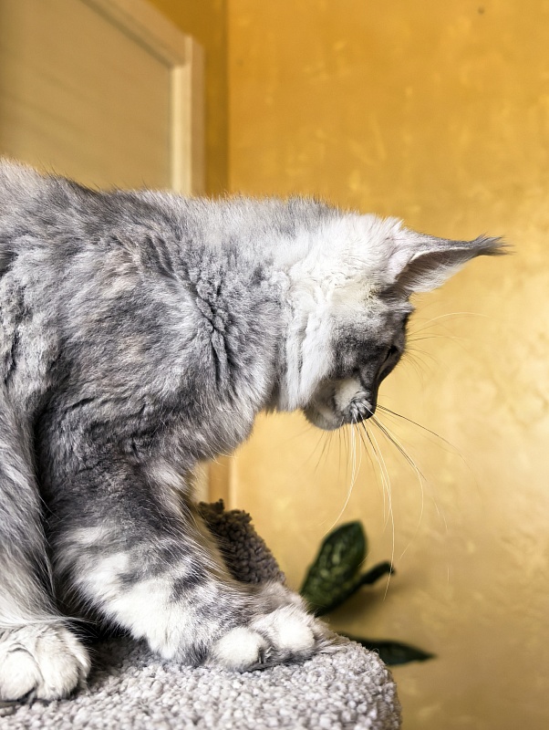 Our Pita Akbars - Kitten maine-coon 4 months 4 weeks