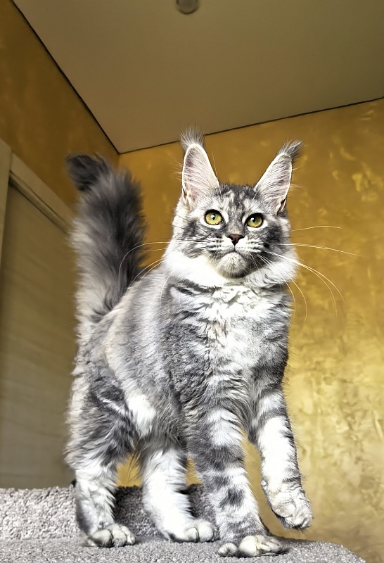 Our Pita Akbars - Kitten maine-coon 4 months 4 weeks