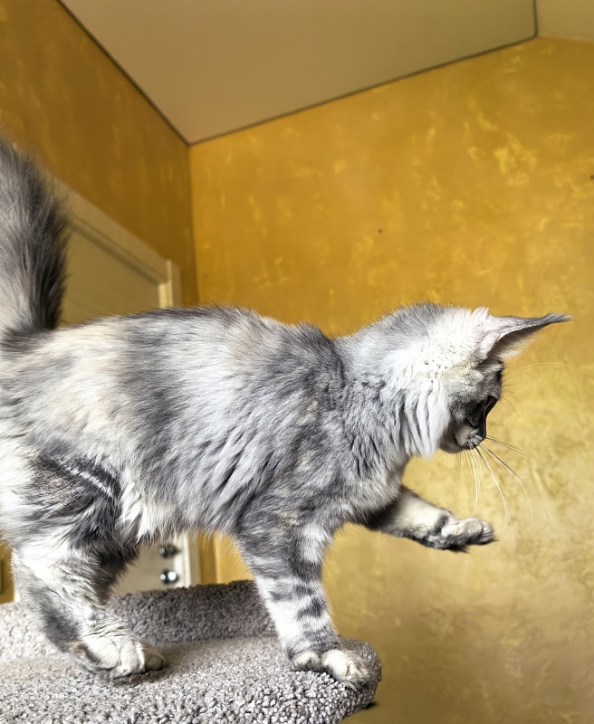 Our Pita Akbars - Kitten maine-coon 4 months 4 weeks