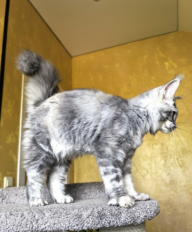 Our Pita Akbars - Kitten maine-coon 4 months 4 weeks