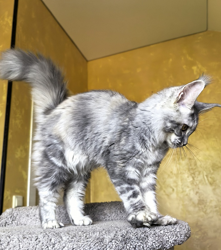 Our Pita Akbars - Kitten maine-coon 4 months 4 weeks