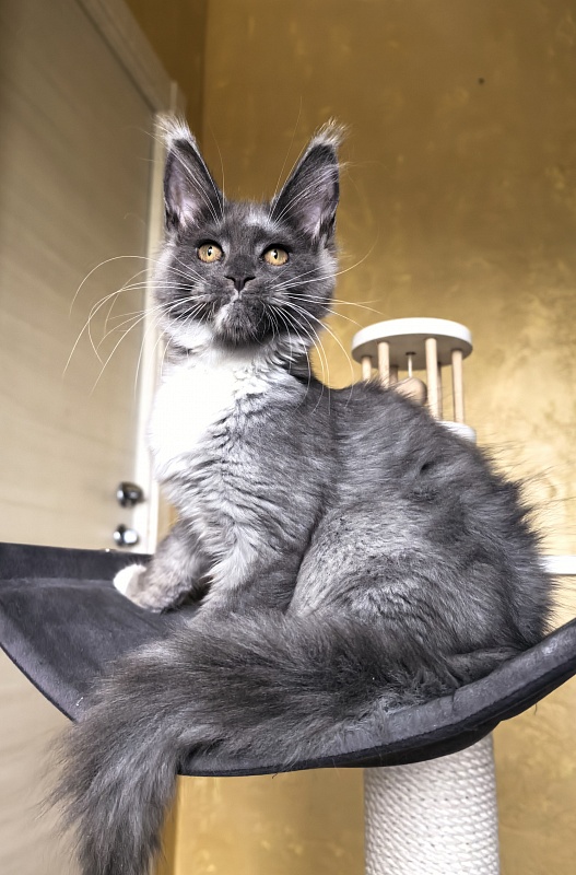 Our Rosa  Akbars - Kitten maine-coon 3 months 3 weeks