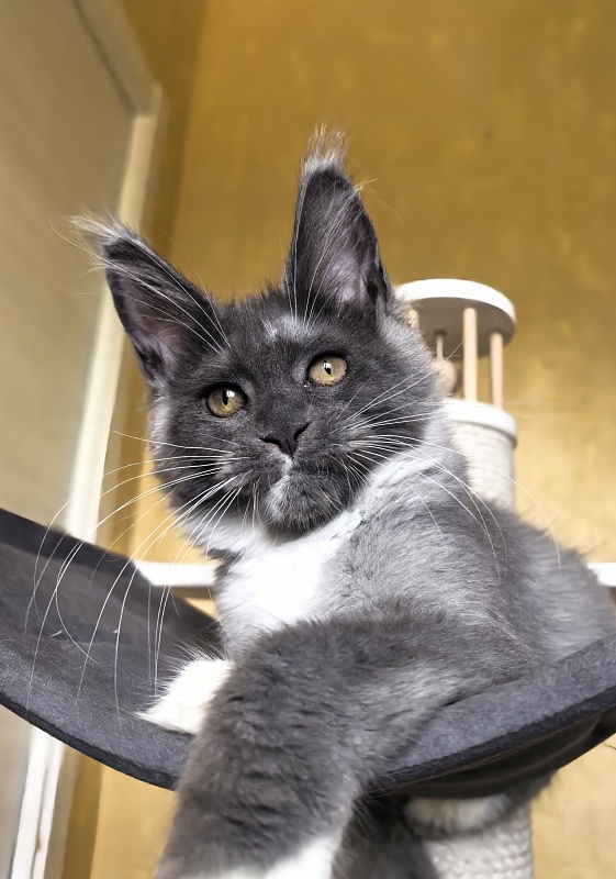 Our Rosa  Akbars - Kitten maine-coon 3 months 3 weeks