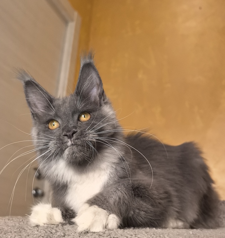 Our Rosa  Akbars - Kitten maine-coon 5 months 1.5 week