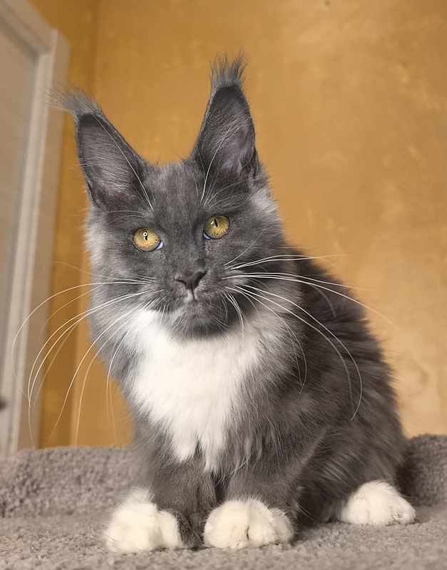 Our Rosa  Akbars - Kitten maine-coon 5 months 1.5 week