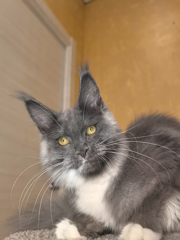 Our Rosa  Akbars - Kitten maine-coon 5 months 1.5 week