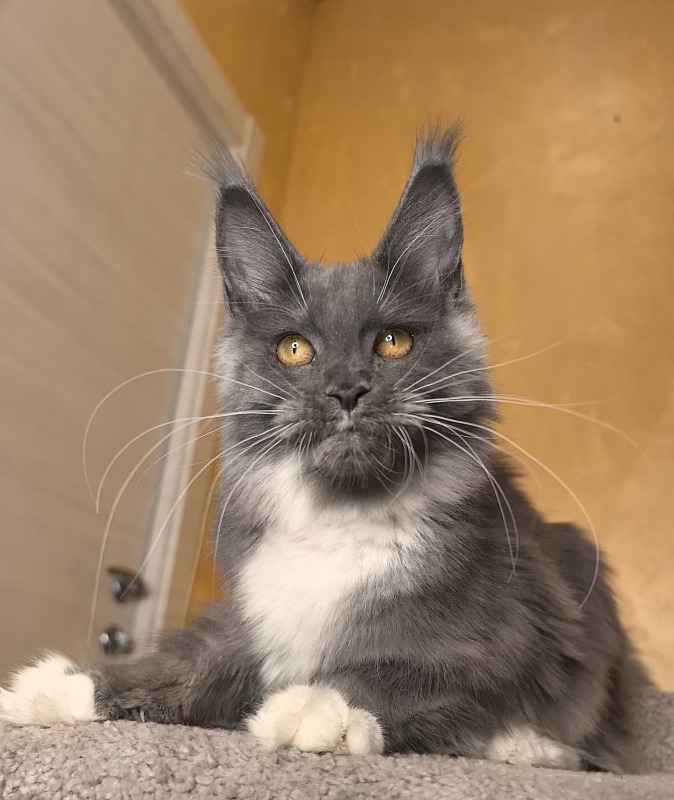 Our Rosa  Akbars - Kitten maine-coon 5 months 1.5 week