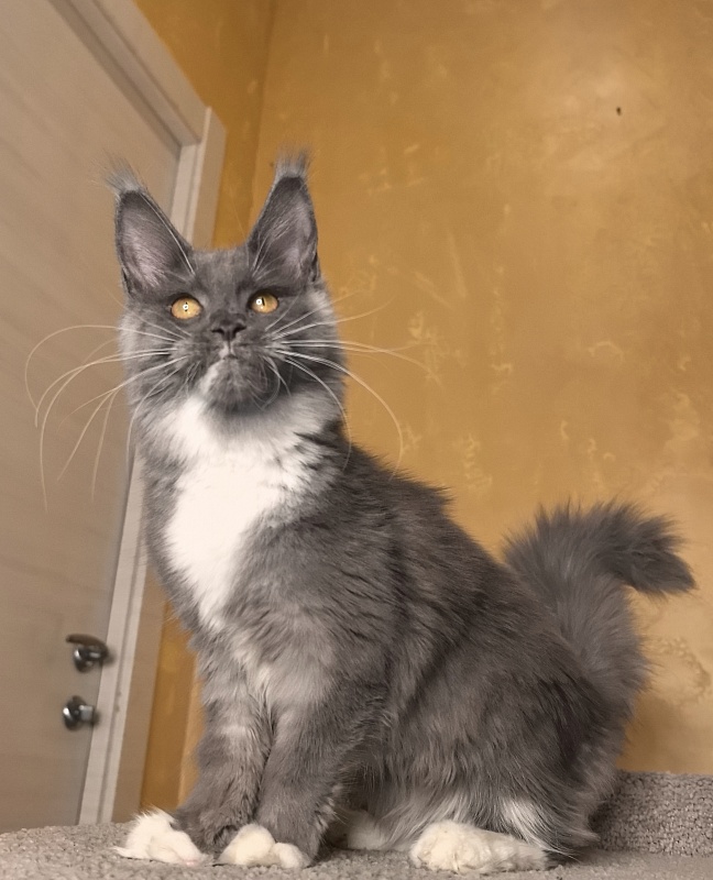 Our Rosa  Akbars - Kitten maine-coon 5 months 1.5 week