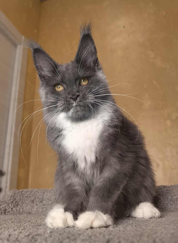 Our Rosa  Akbars - Kitten maine-coon 5 months 1.5 week