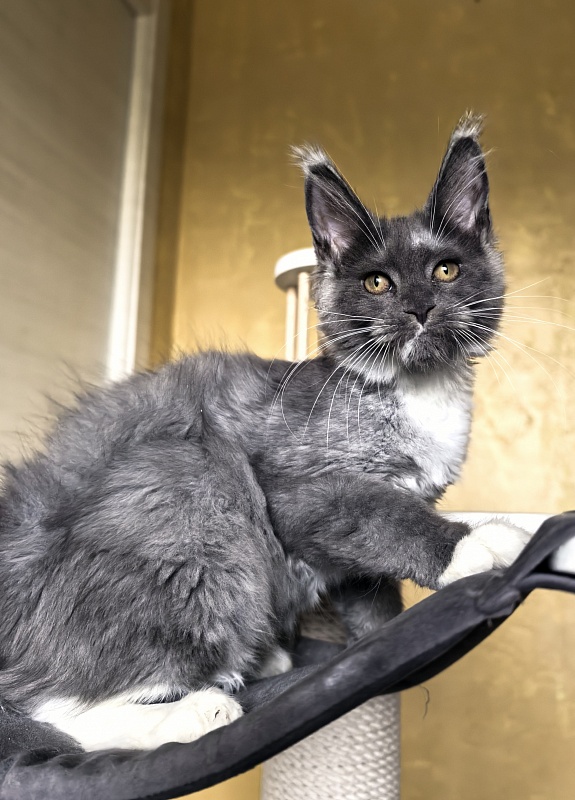 Our Rosa  Akbars - Kitten maine-coon 3 months 3 weeks