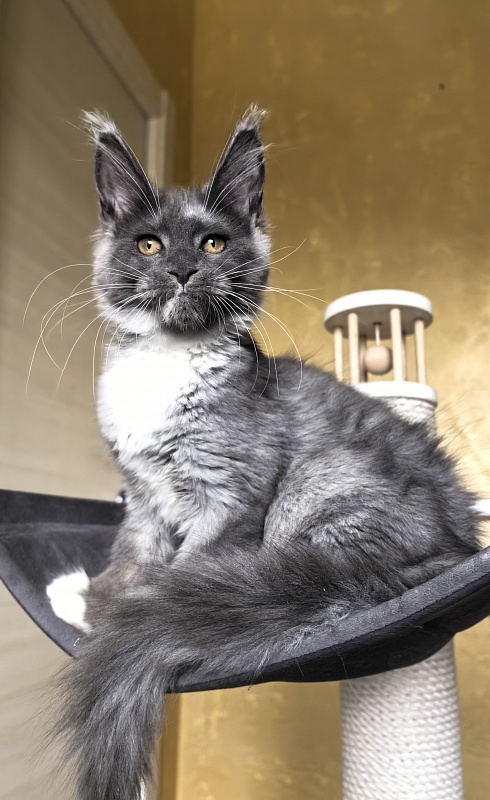 Our Rosa  Akbars - Kitten maine-coon 3 months 3 weeks