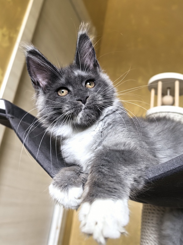 Our Rosa  Akbars - Kitten maine-coon 3 months 3 weeks