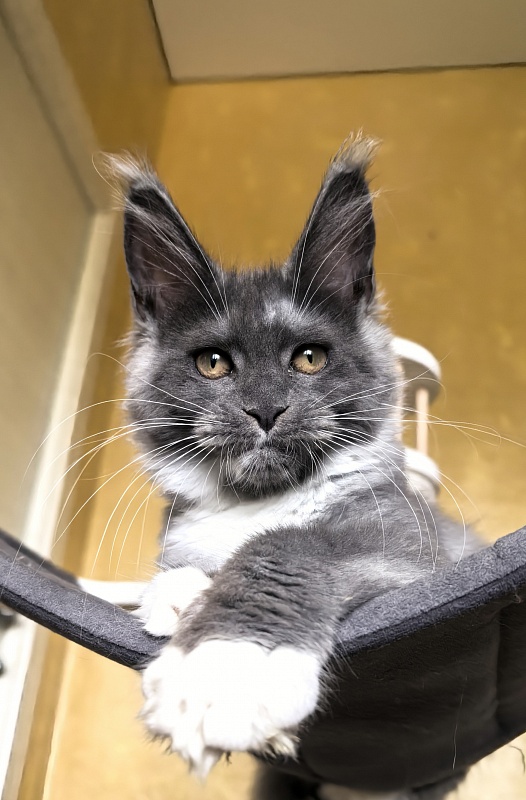 Our Rosa  Akbars - Kitten maine-coon 3 months 3 weeks