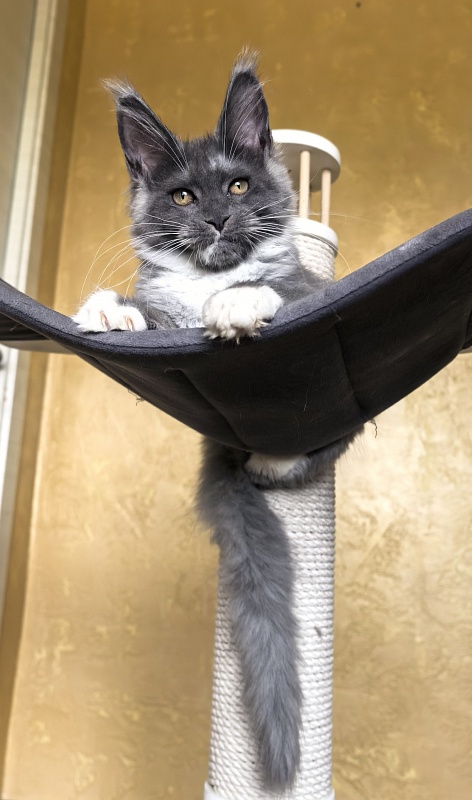 Our Rosa  Akbars - Kitten maine-coon 3 months 3 weeks