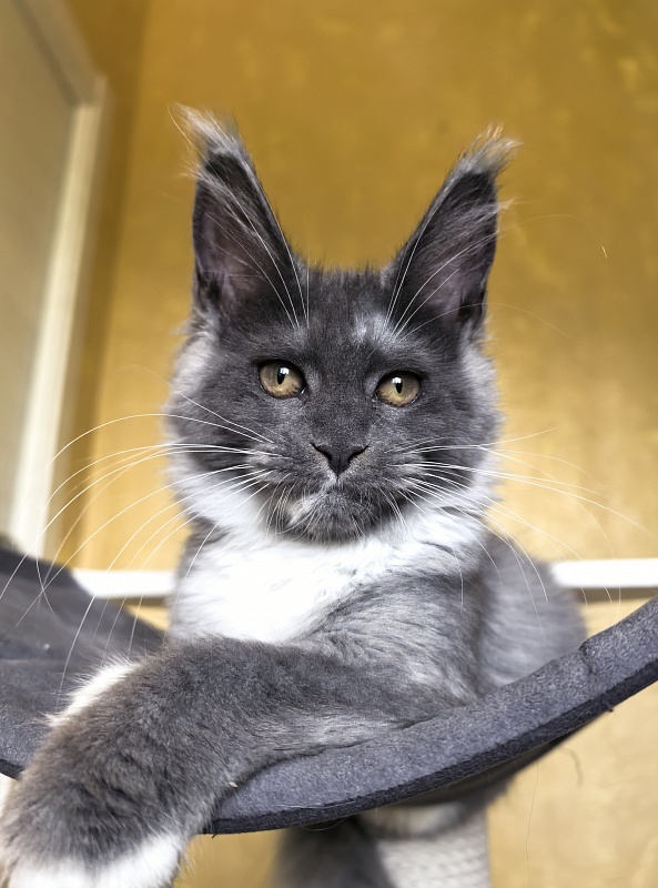 Our Rosa  Akbars - Kitten maine-coon 3 months 3 weeks