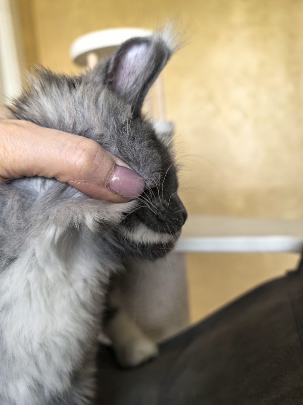 Our Rosa  Akbars - Kitten maine-coon 3 months 3 weeks