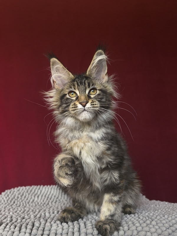 Our Sara Akbars - Kitten maine-coon 3 months 1.5 week