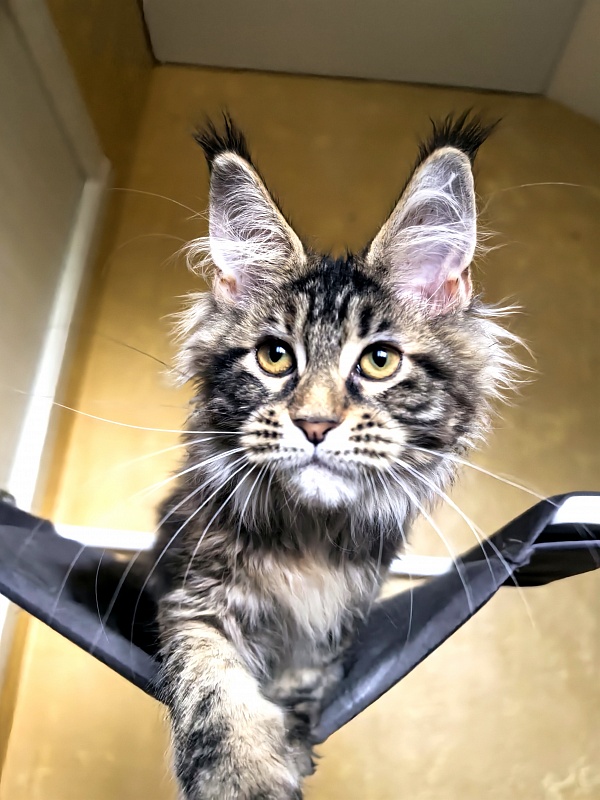 Our Sara Akbars - Kitten maine-coon 3 months 3 weeks
