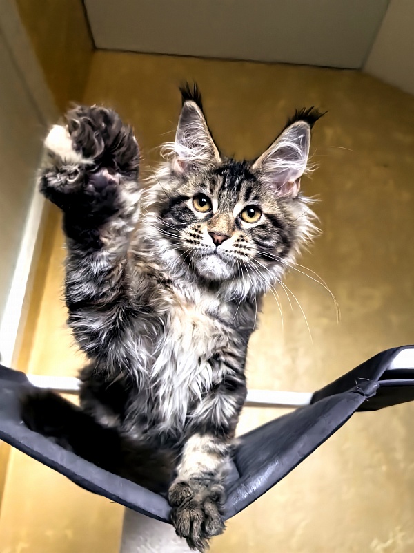 Our Sara Akbars - Kitten maine-coon 3 months 3 weeks