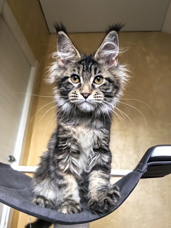 Our Sara Akbars - Kitten maine-coon 3 months 3 weeks