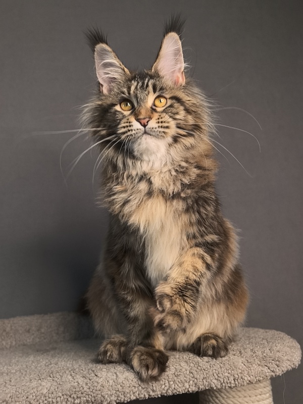 Our Sara Akbars - Kitten maine-coon 6.5 months