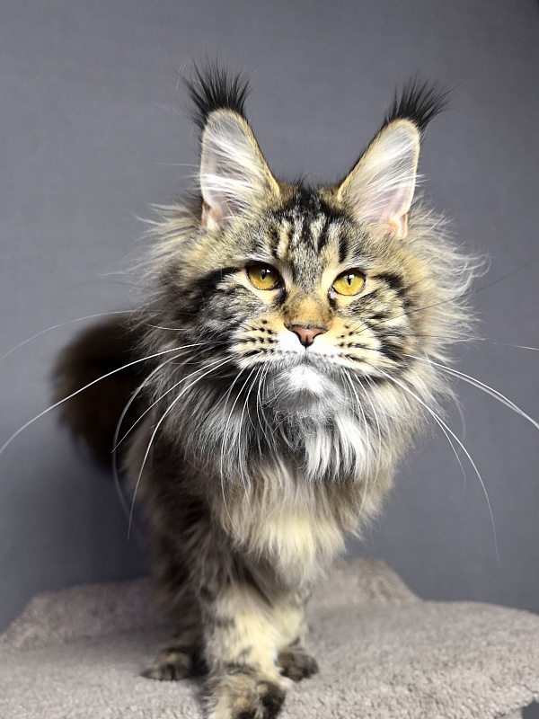 Our Sara Akbars - Junior maine-coon 7 months 4 weeks