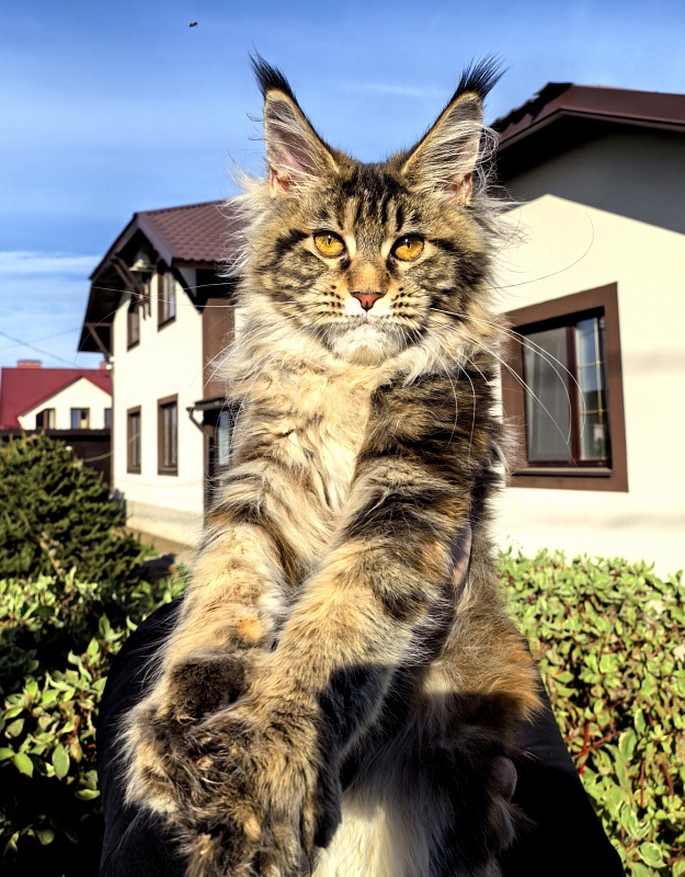 Our Sara Akbars - Kitten maine-coon 5 months 2 weeks