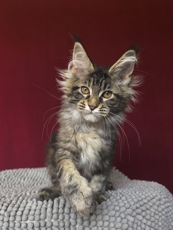 Our Sara Akbars - Kitten maine-coon 3 months 1.5 week