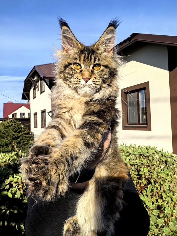 Our Sara Akbars - Kitten maine-coon 5 months 2 weeks