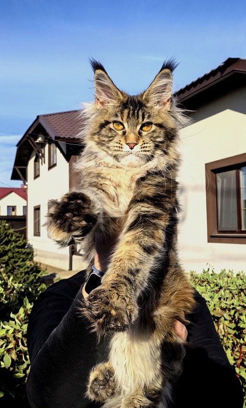 Our Sara Akbars - Kitten maine-coon 5 months 2 weeks