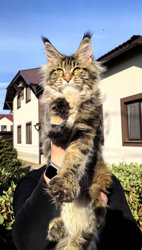 Our Sara Akbars - Kitten maine-coon 5 months 2 weeks