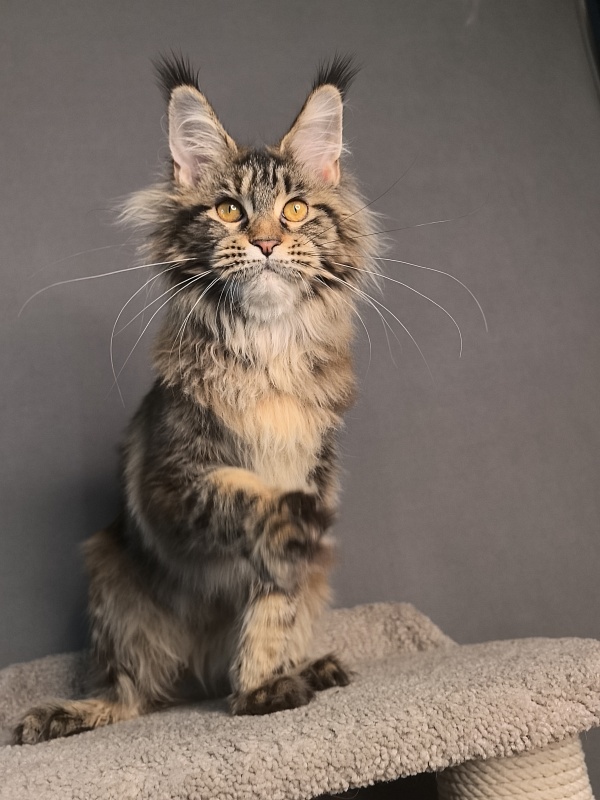 Our Sara Akbars - Kitten maine-coon 6.5 months