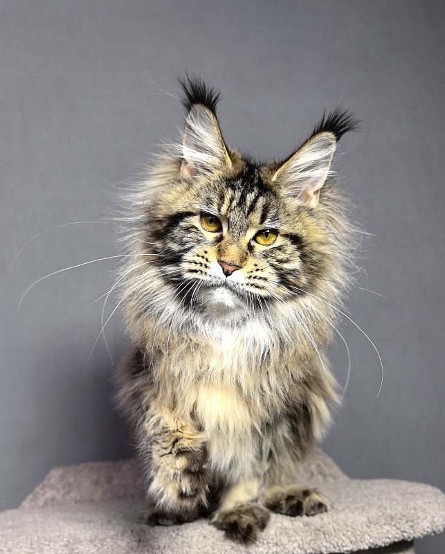 Our Sara Akbars - Junior maine-coon 7 months 4 weeks