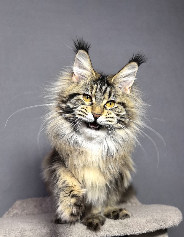 Our Sara Akbars - Junior maine-coon 7 months 4 weeks