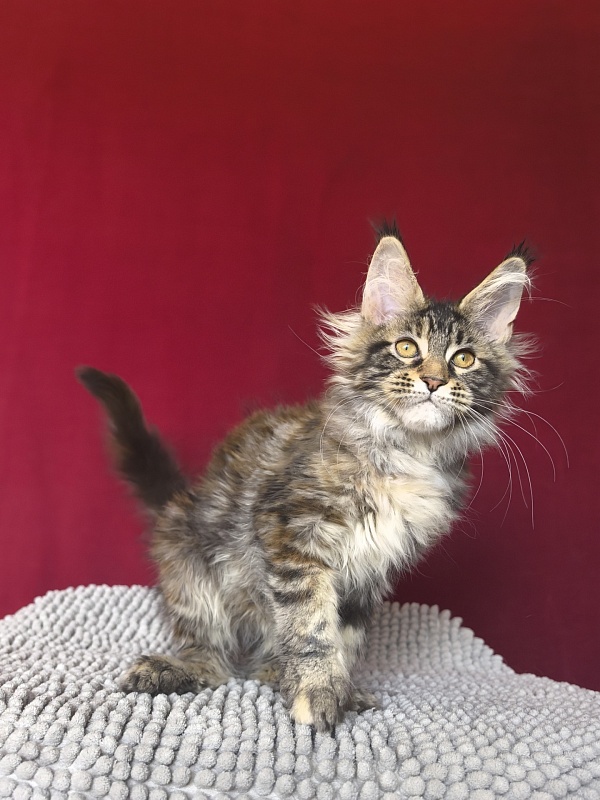 Our Sara Akbars - Kitten maine-coon 3 months 1.5 week