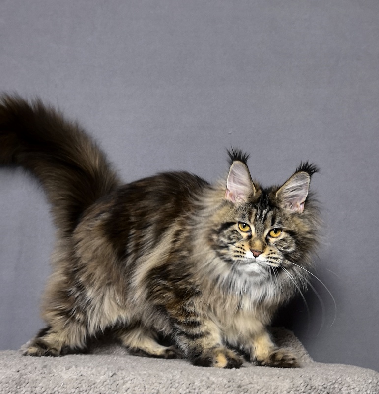 Our Sara Akbars - Junior maine-coon 7 months 4 weeks