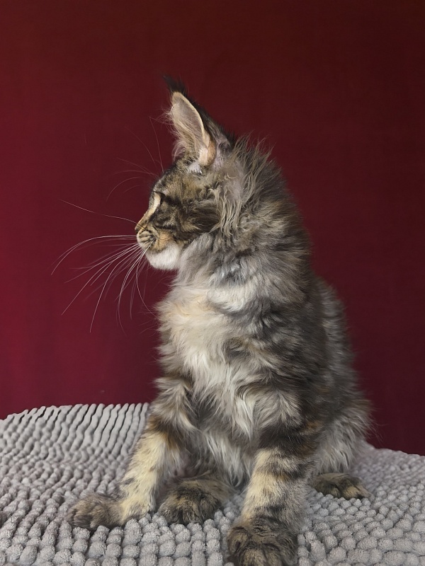Our Sara Akbars - Kitten maine-coon 3 months 1.5 week