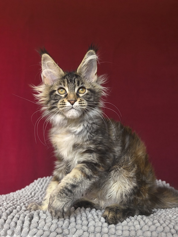 Our Sara Akbars - Kitten maine-coon 3 months 1.5 week